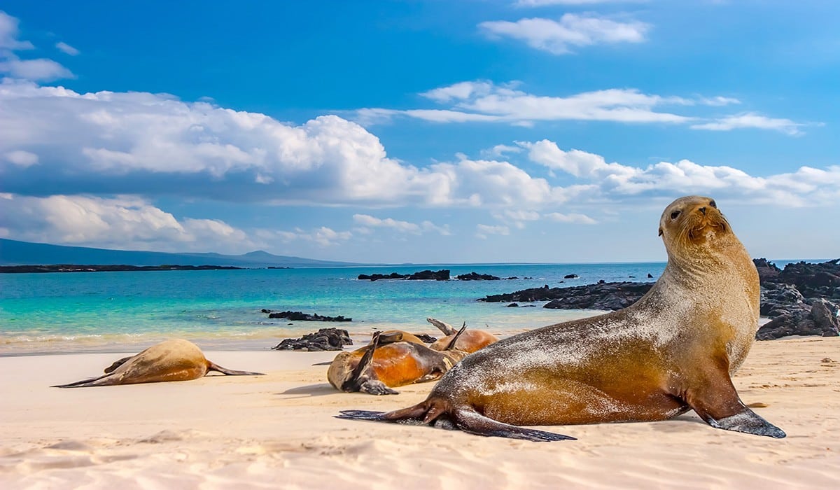 In Ecuador's Galapagos Islands, a group of seals are peacefully dozing off on the sandy seashore.