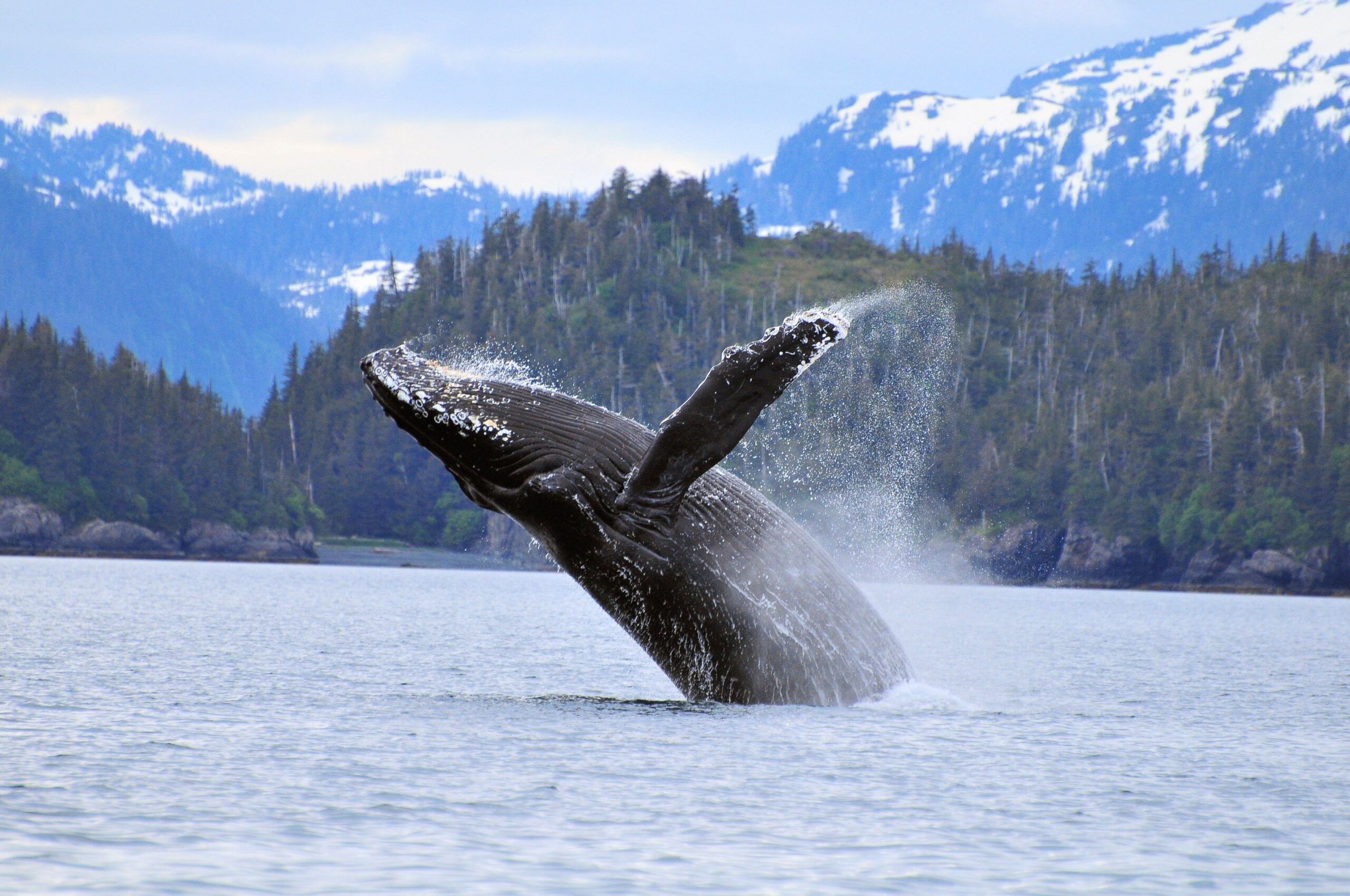 BHB18B Humpback wale breaching in Prince William Sound, Alaska