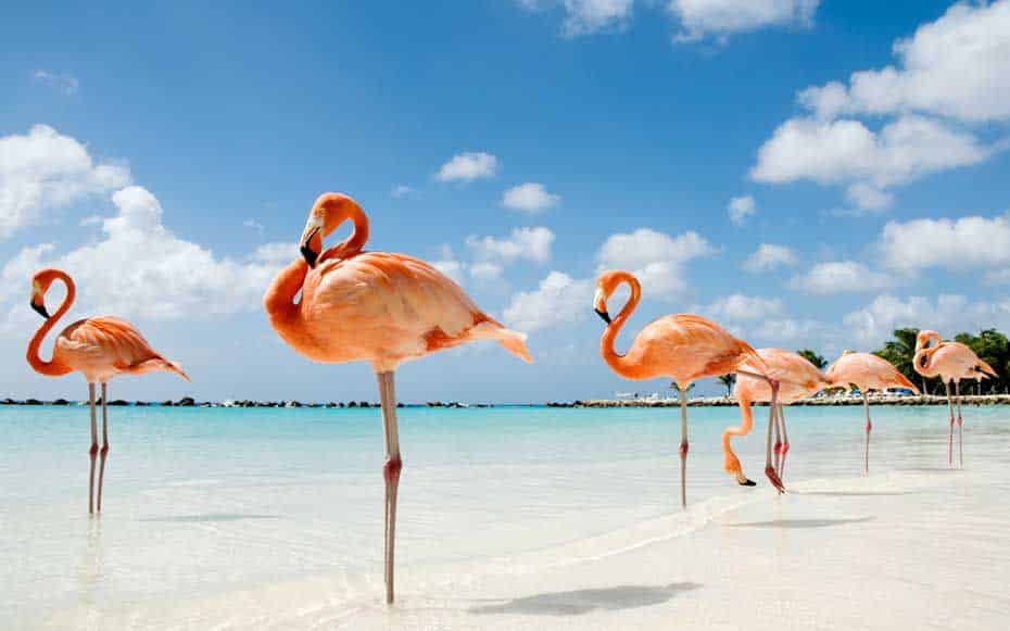 A beautiful view of a flock of flamingos, standing on a sandy beach, with the ocean visible in the background. The image showcases the stunning pink color of the flamingos, which contrasts with the blue hues of the water and the sky. The flamingos are standing on one leg, creating a sense of elegance and grace. The beach is pristine, with white sand and clear water, providing a perfect backdrop for the vibrant flamingos. The image captures the unique beauty of these magnificent birds, which are known for their striking appearance and graceful movements.