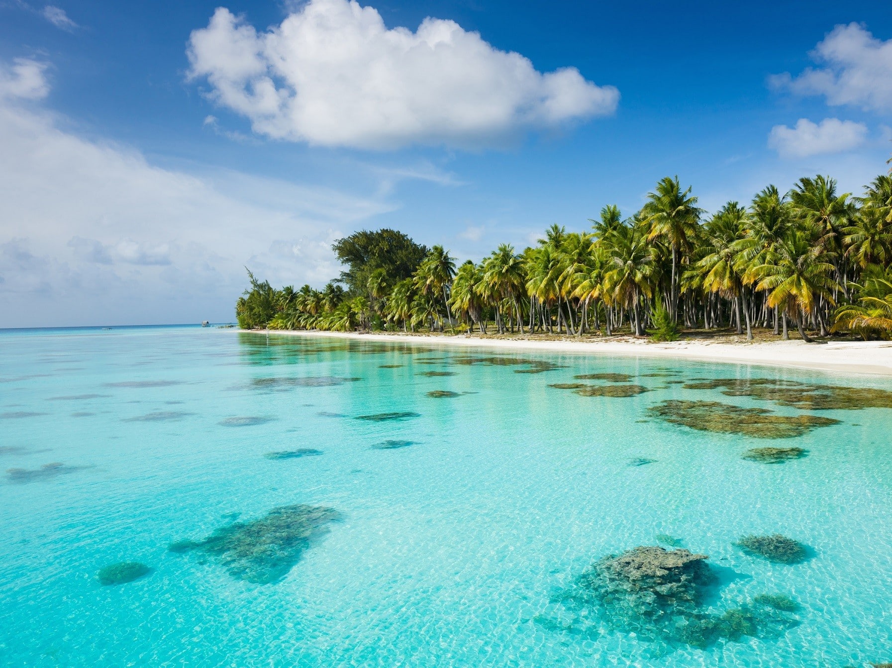 Dream Beach under Palm Trees Fakarava French Polynesia