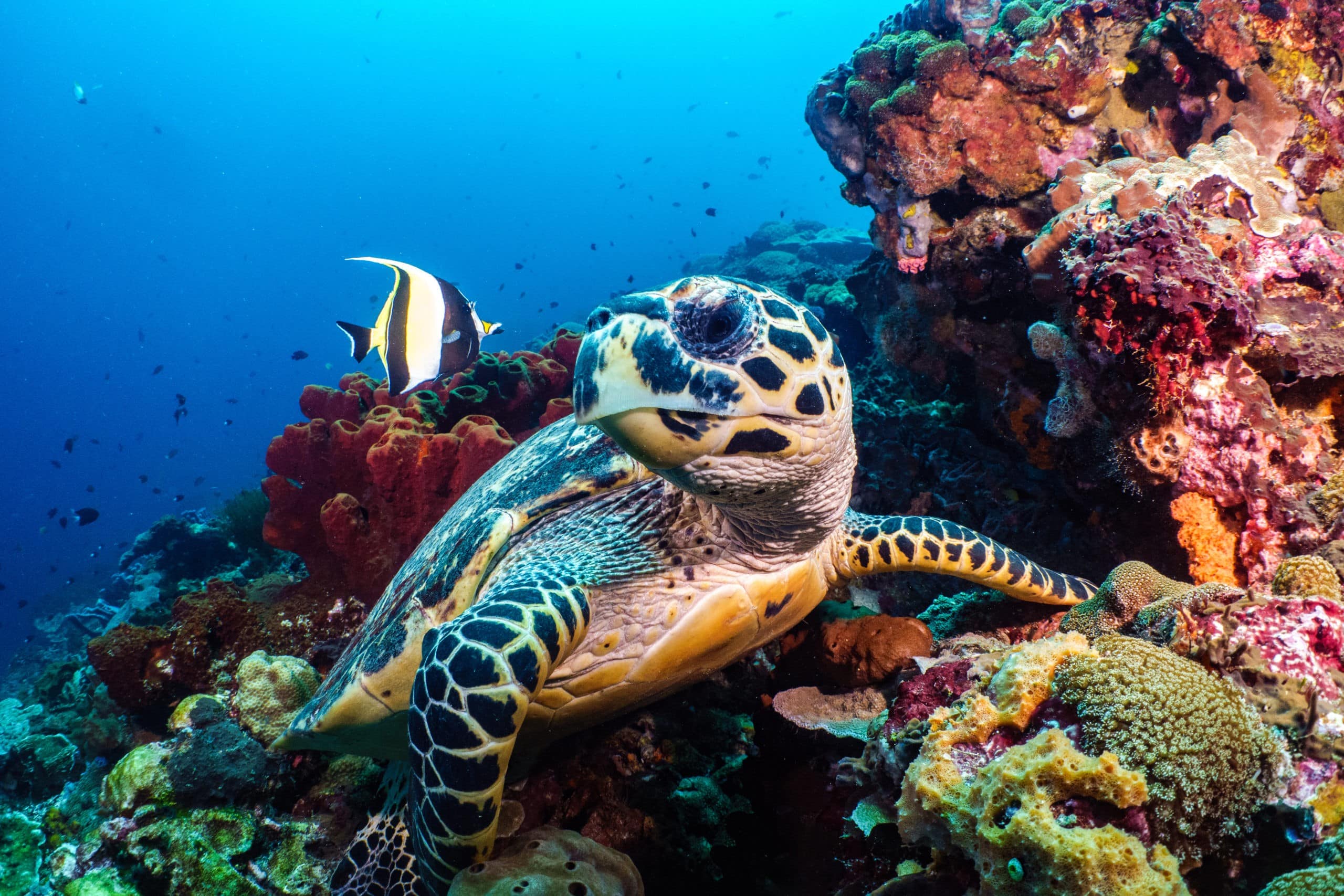 Underwater,Photography,Thailand