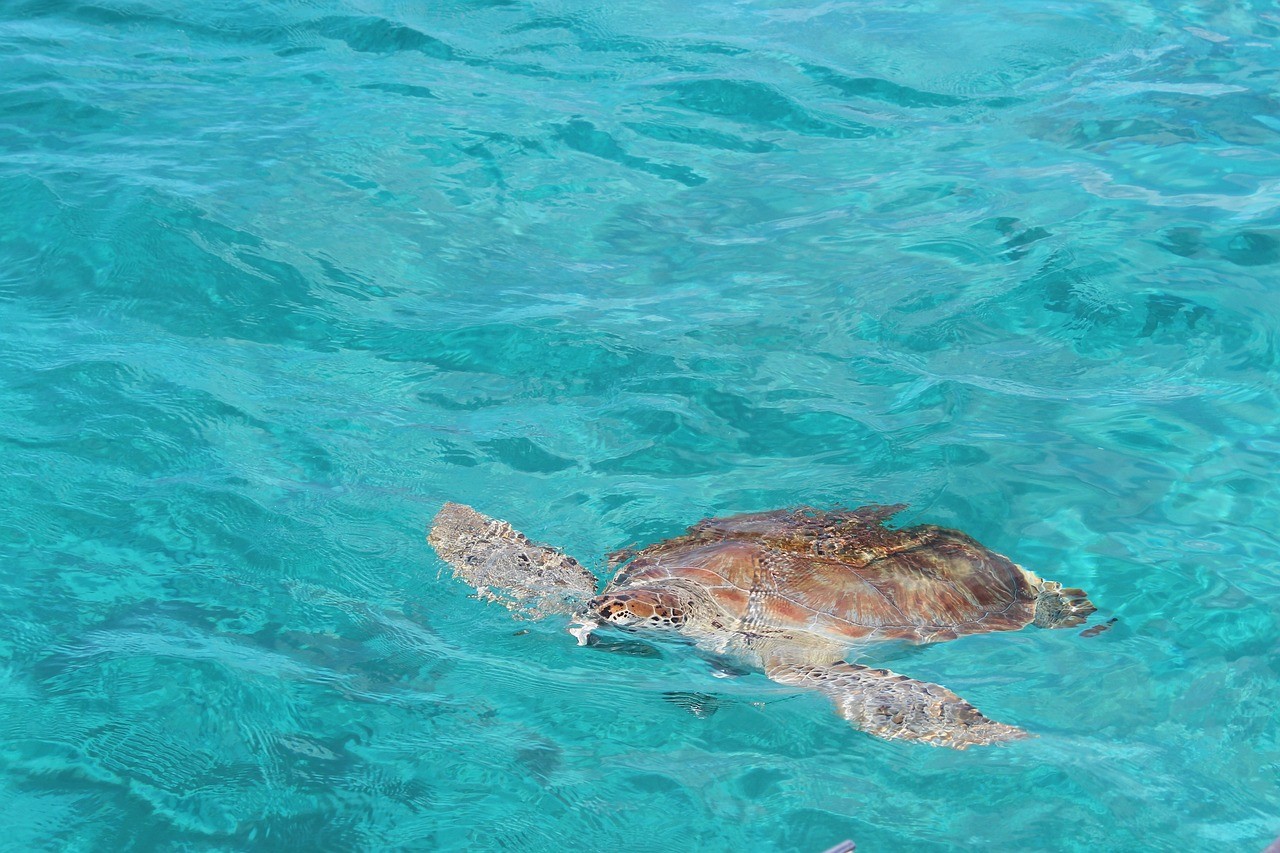 turtle, sea, caribbean-812603.jpg